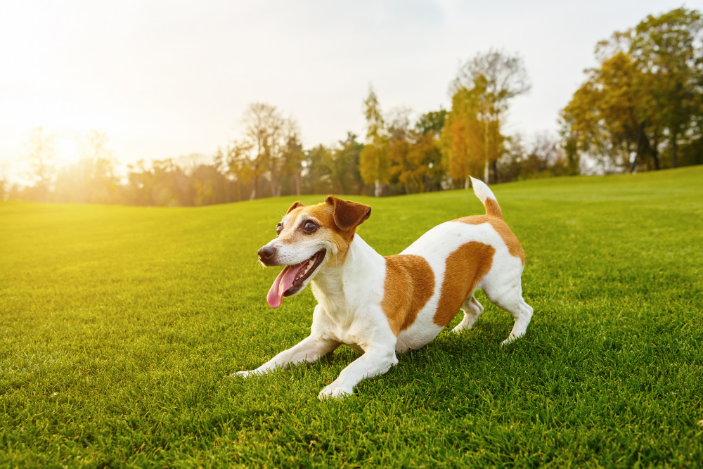 How Healthy Lawns and Dogs Can Coexist Together