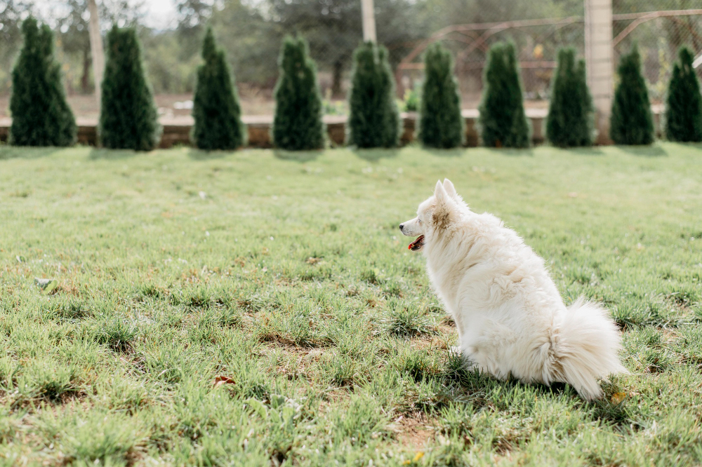 Tips to Prevent Brown Spots Caused by the Dog in Your Lawn