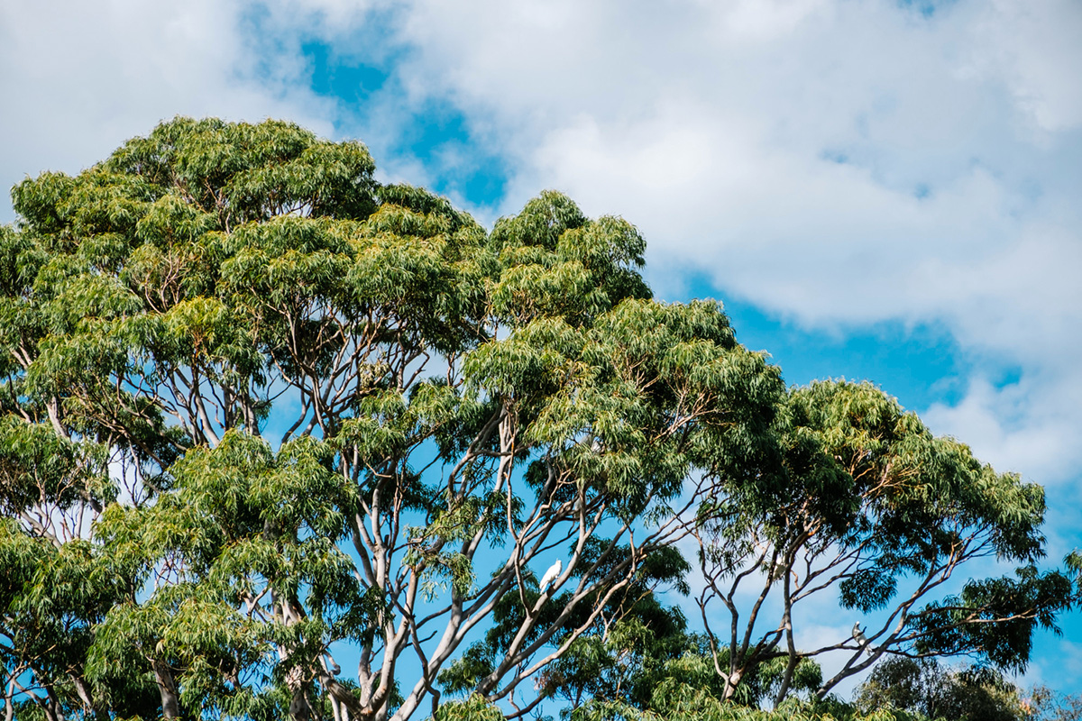 The Most Underused Plants
