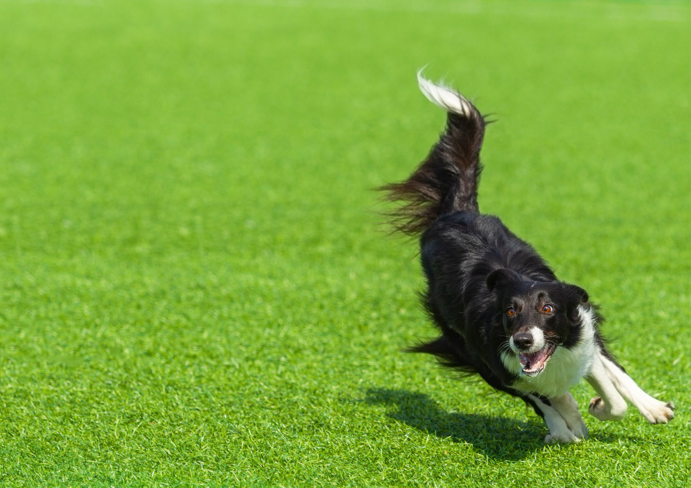 Creative Ways to Use Artificial Grass as Pet Turf