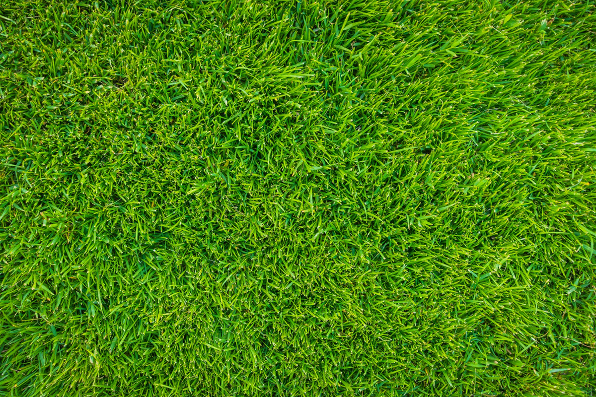 What Makes Artificial Grass a Good Choice