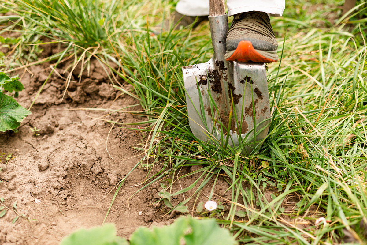Why is Sod Removal Essential for a Lush Lawn?