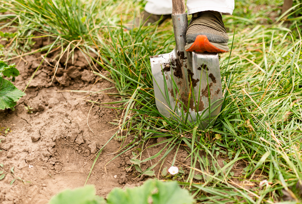 Signs Your Lawn Needs New Sod