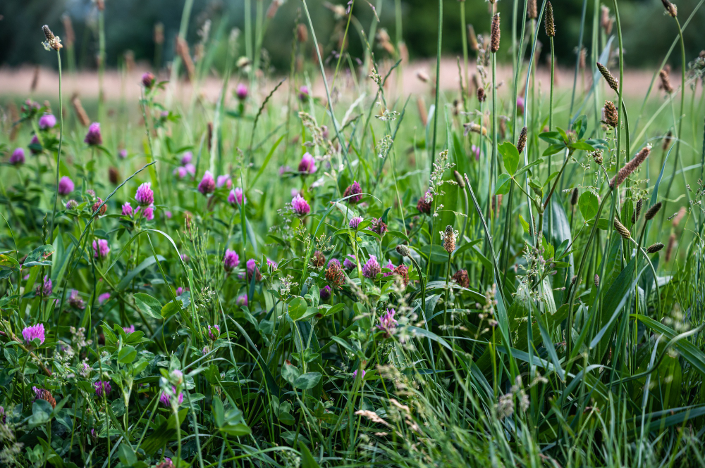 Common Weeds That Could Be Growing in Your Lawn