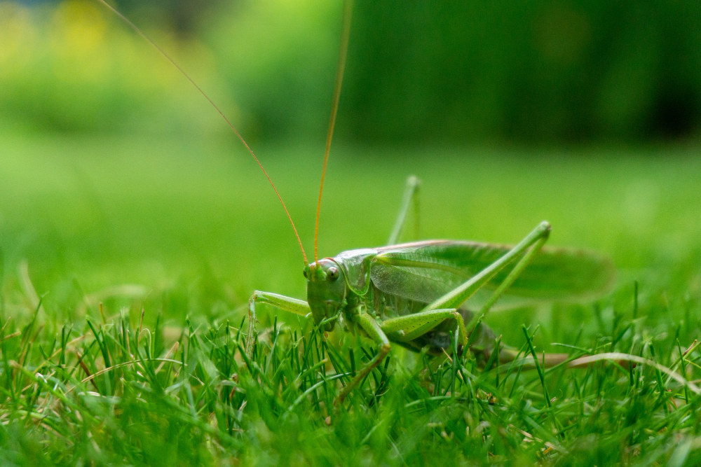 Organic Pest Control Tips to Keep Your Garden in Top Shape