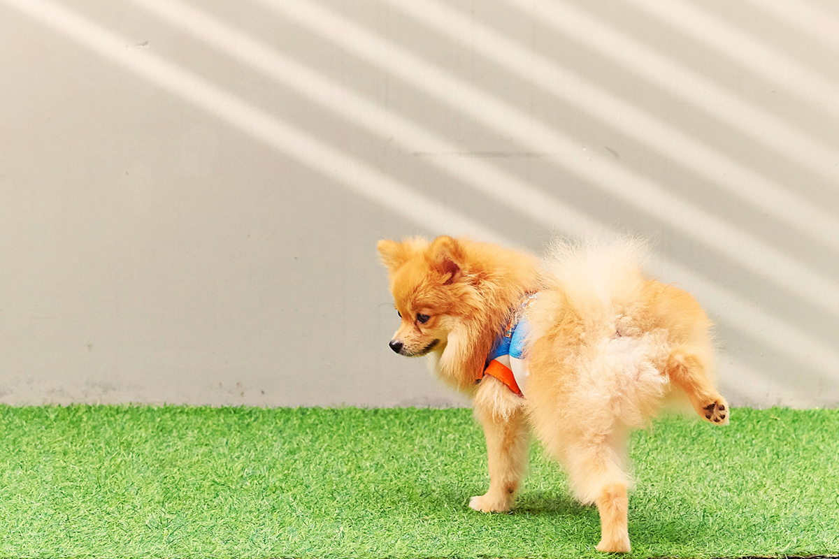 A Comprehensive Guide On The Best Artificial Grass for Dogs