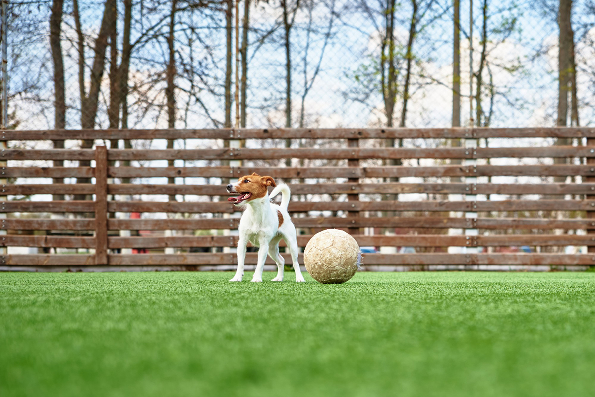 Why Dog Parks Should Switch to Synthetic Grass