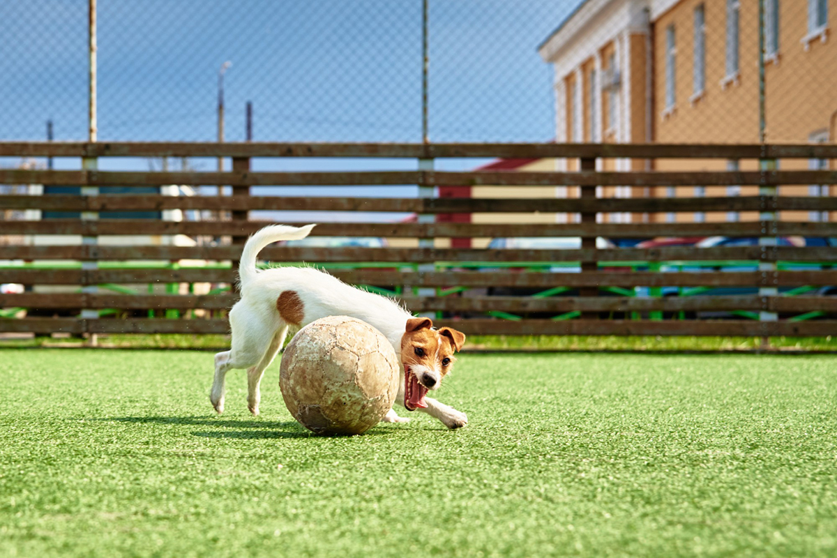 Creating The Perfect Play Areas for Your Pets