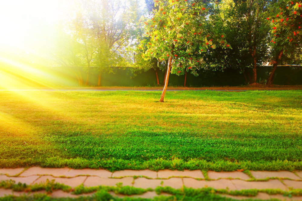 Sun and Sod: Keep Your Grass Protected Through Summer