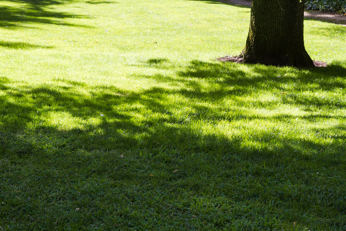 How to Get a Healthy and Lush Lawn in Heavy Shade