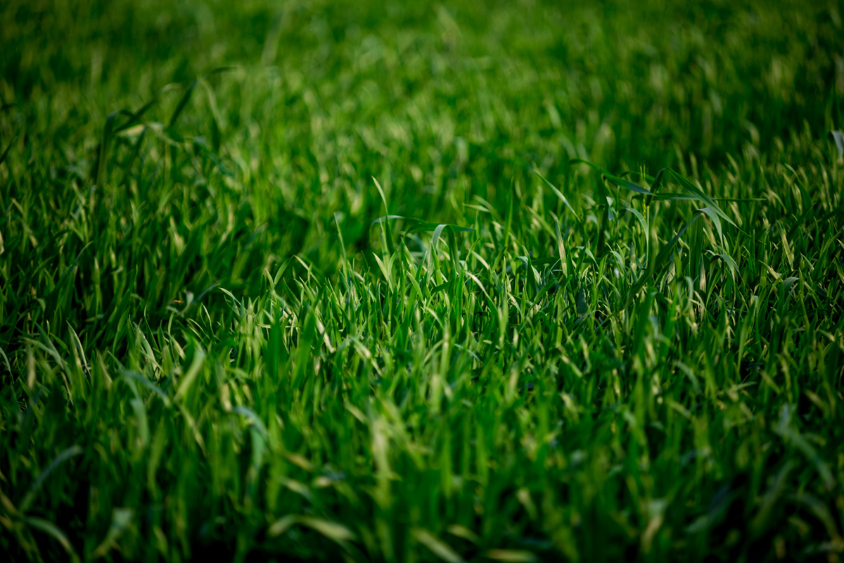 The Ultimate Guide to Getting Realistic Artificial Grass
