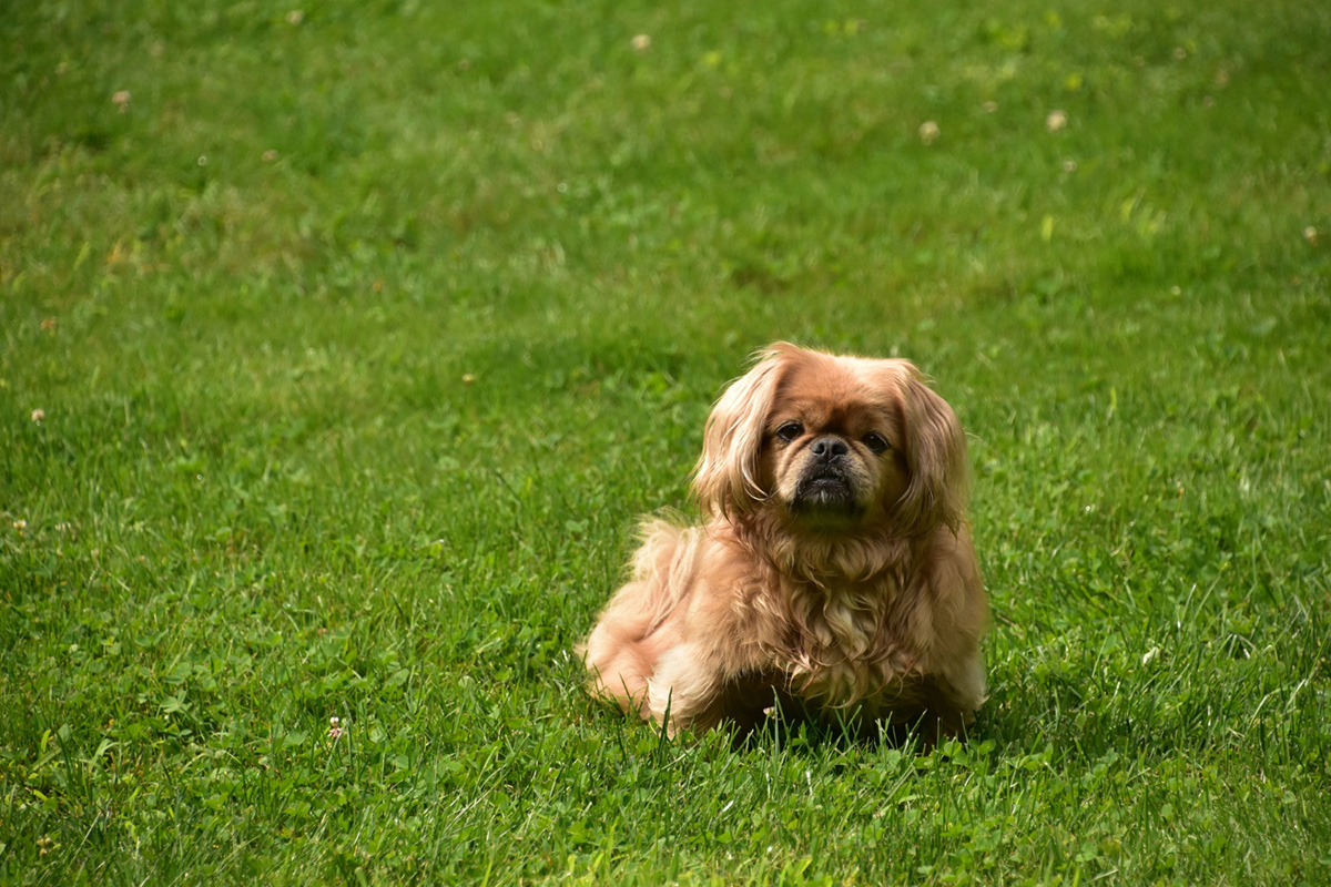 How to Keep Your Grass Green with a Dog