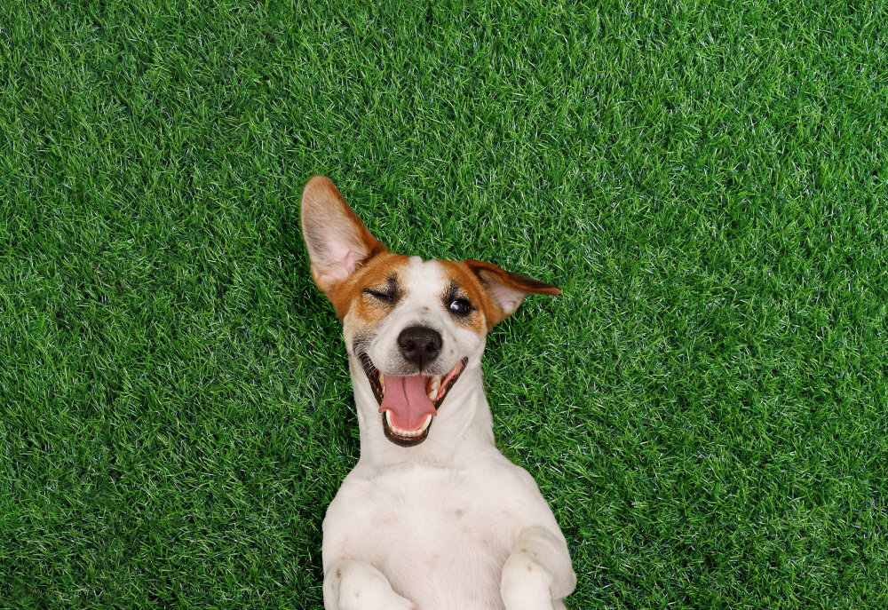 Understanding the Difference Between Turf and Pet Turf