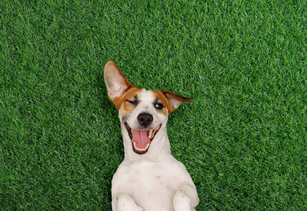 What Makes Pet-Friendly Artificial Grass Safe and Beneficial?