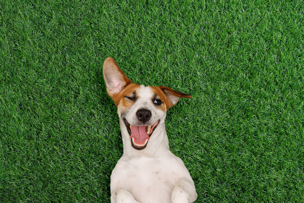 Top Reasons Why Artificial Grass Is Good for Dogs