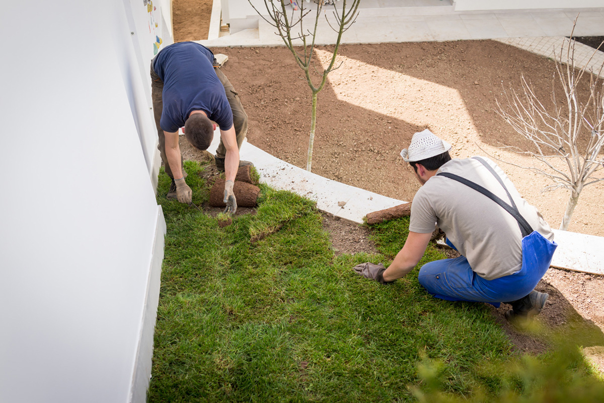 Things to Consider when Installing a Sod