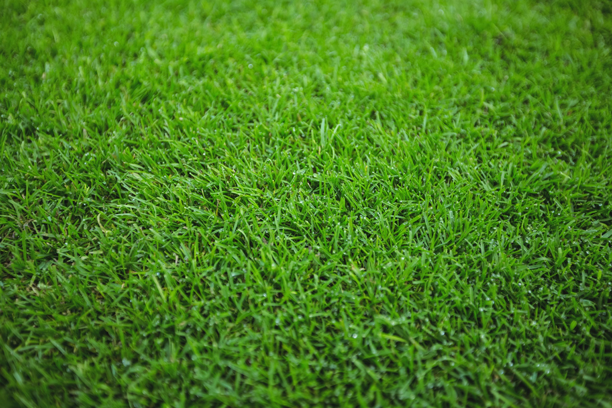 Tips on Cleaning Artificial Grass to Keep Your Turf Looking Immaculate