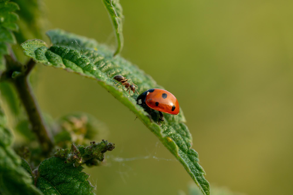 Beneficial Insects for Your Sod Lawn