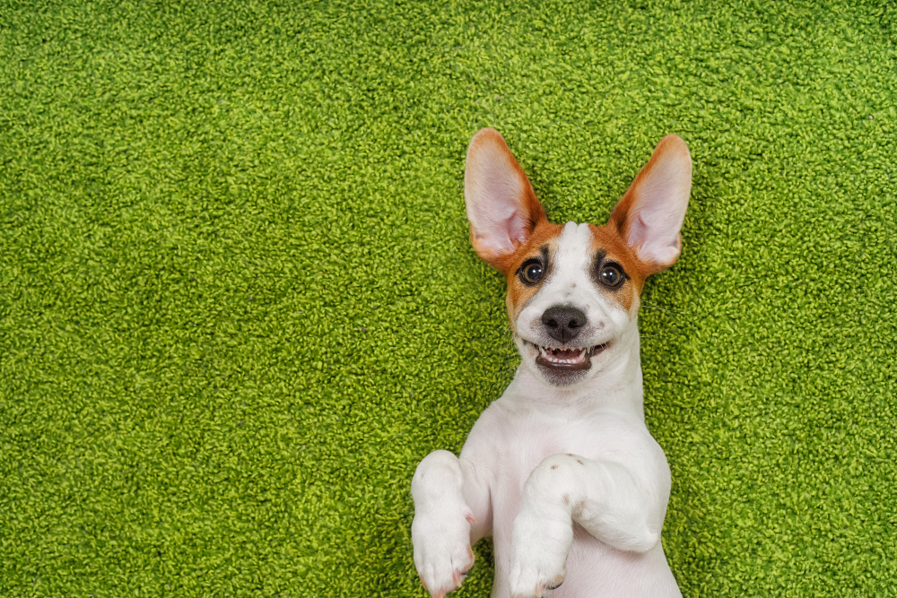 Synthetic Turf Landscaping Ideas for a Pet-Friendly Yard