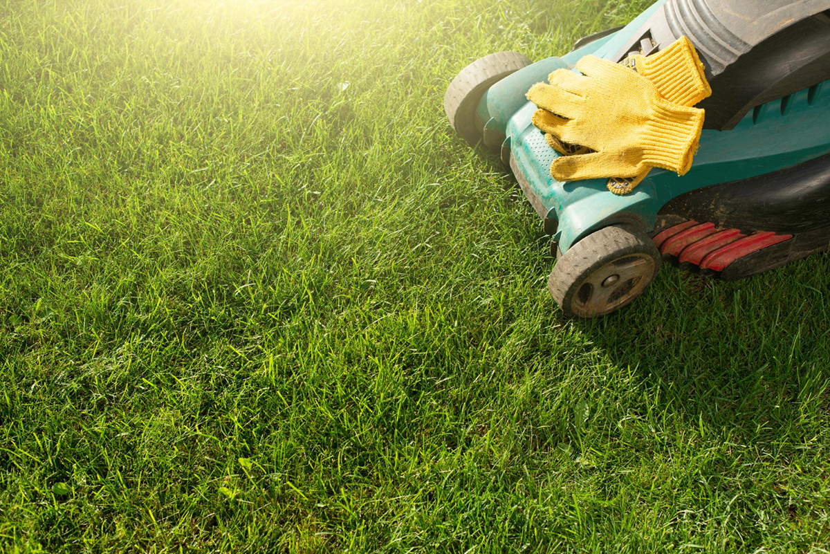 The Ultimate Guide to Organic Lawn Care Tips