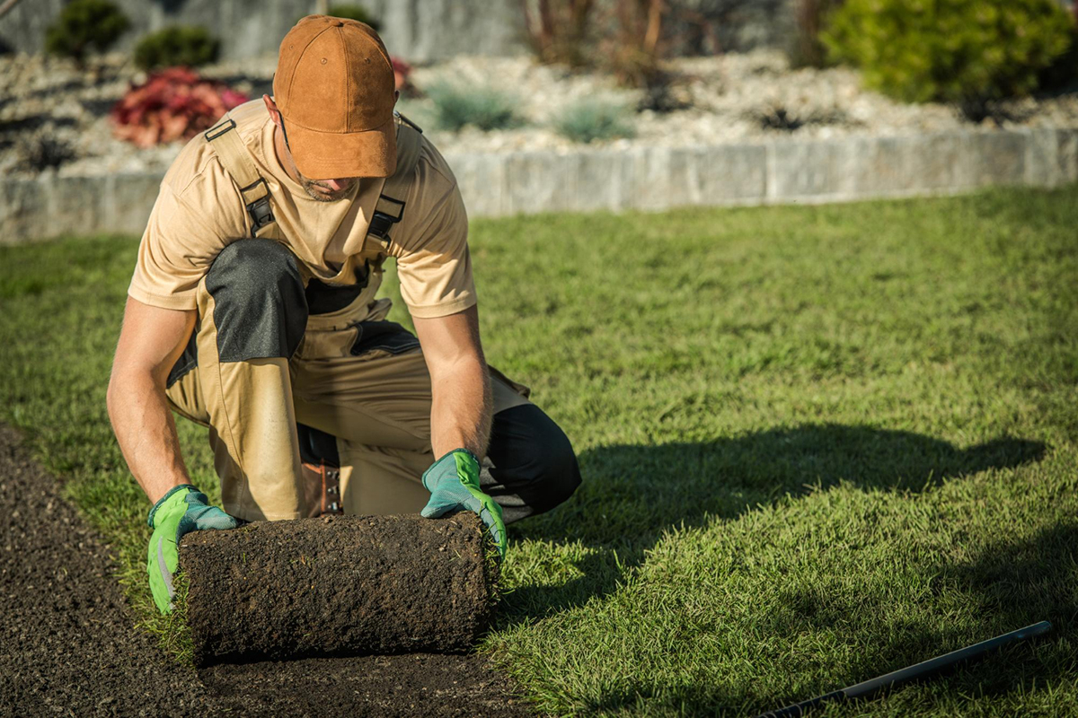 Should You Start Your Lawn Using Grass Seed or Sod?