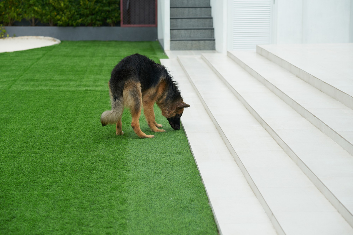 FAQ: Will My Dog's Pee Harm My Artificial Grass?