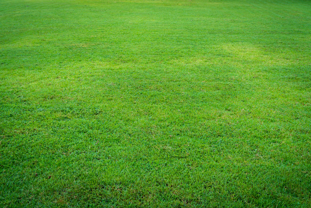 Exploring the World of Turf Grass: Varieties, Characteristics, and Benefits