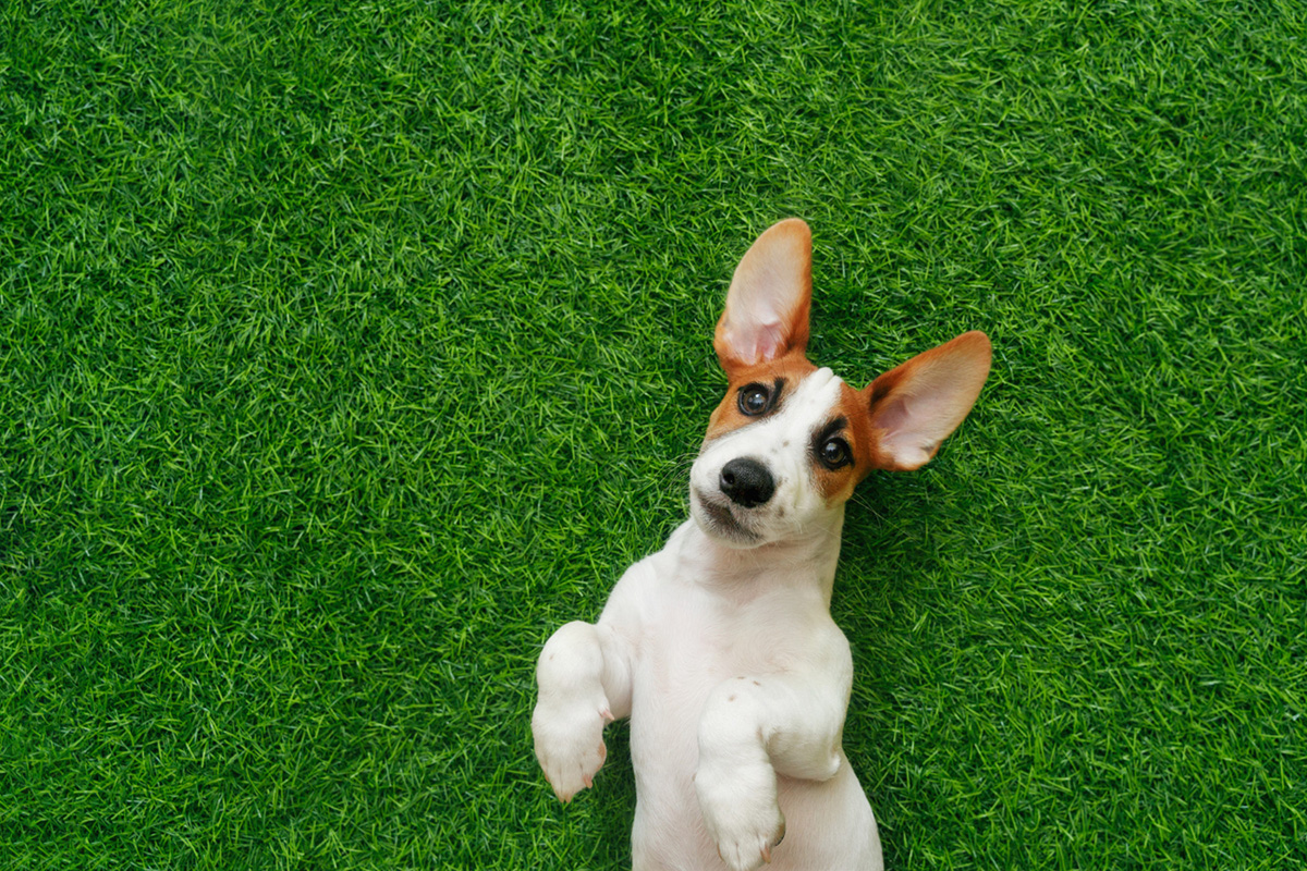 Why Synthetic Turf Grass is the Perfect Solution for a Pet-Friendly Yard