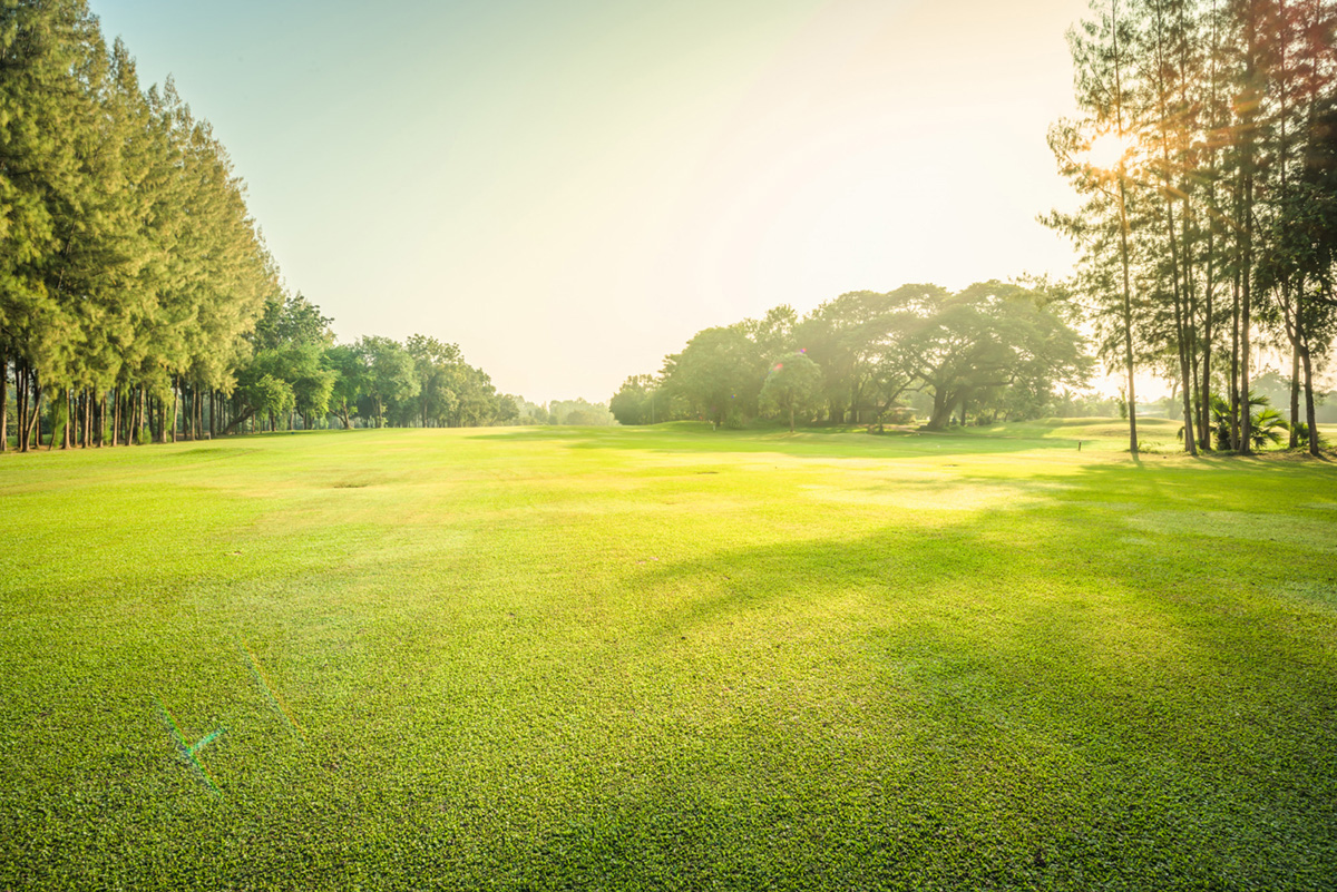 Choosing a Type of Sod for Your Needs