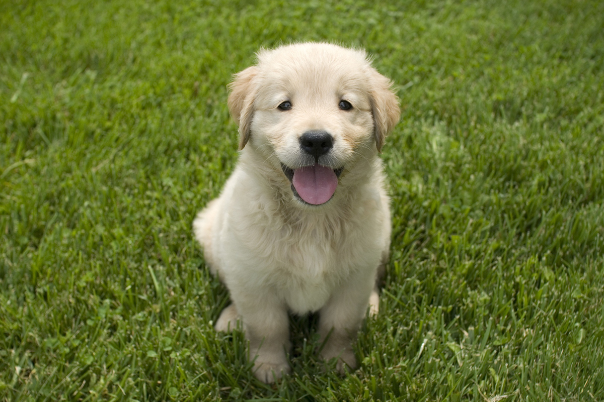 The Ultimate Guide to Artificial Grass for Dogs - FAQs Answered
