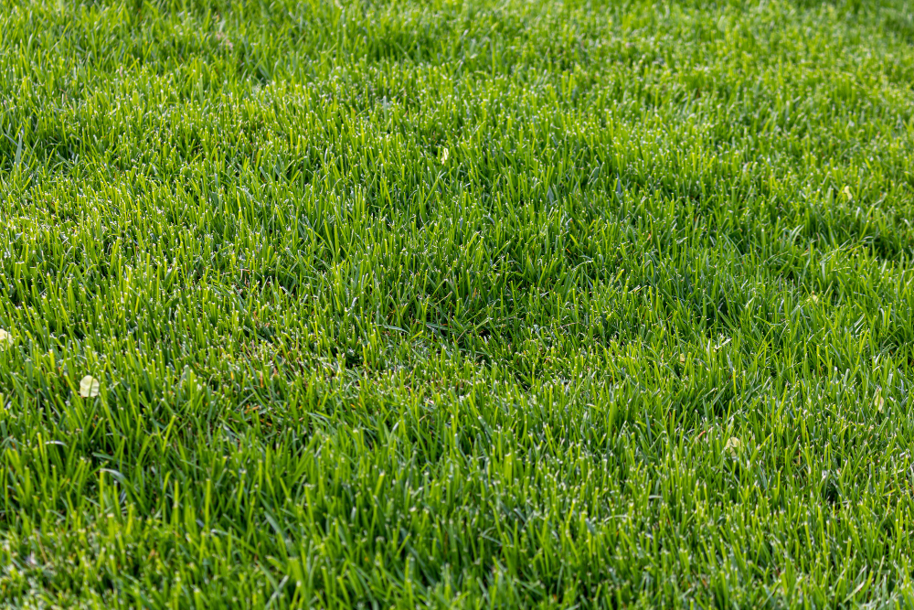 What to Consider When Choosing from Different Grass Varieties for Sod Installation