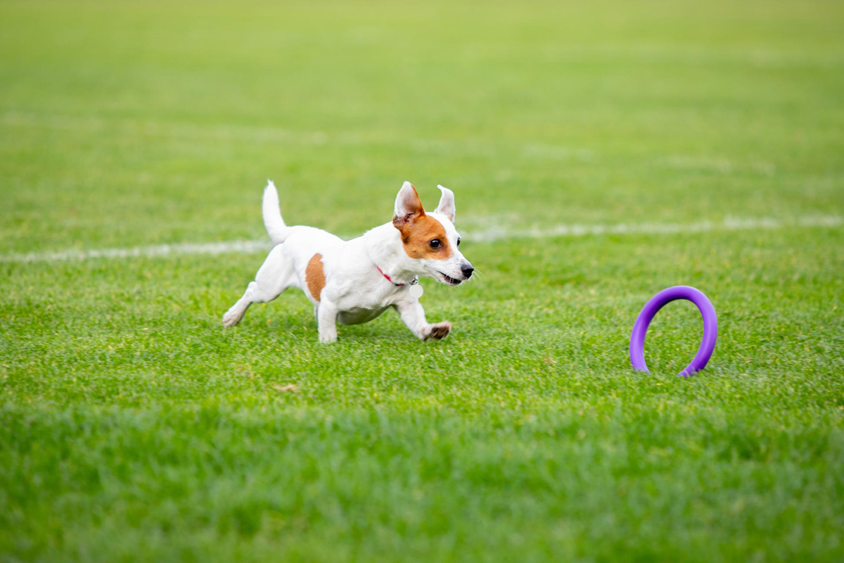 All About Artificial Grass for Pets