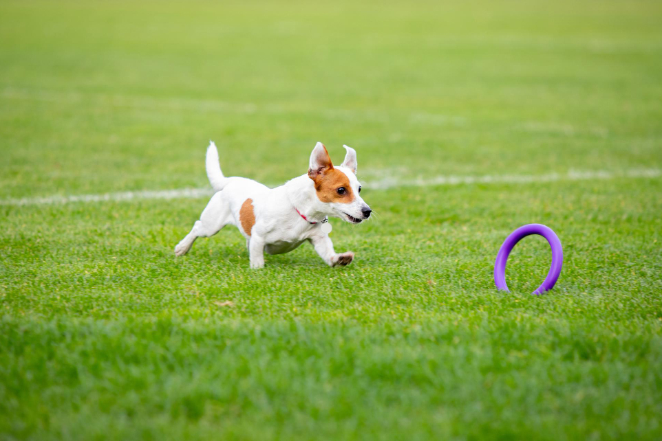 Sod VS Artificial Grass for Dog Parks: Which One is the Best?