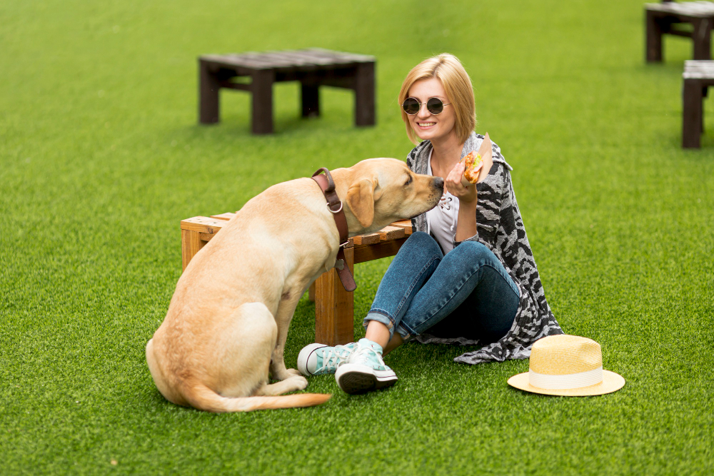 Guide to Designing and Installing Artificial Turf in A Dog Park