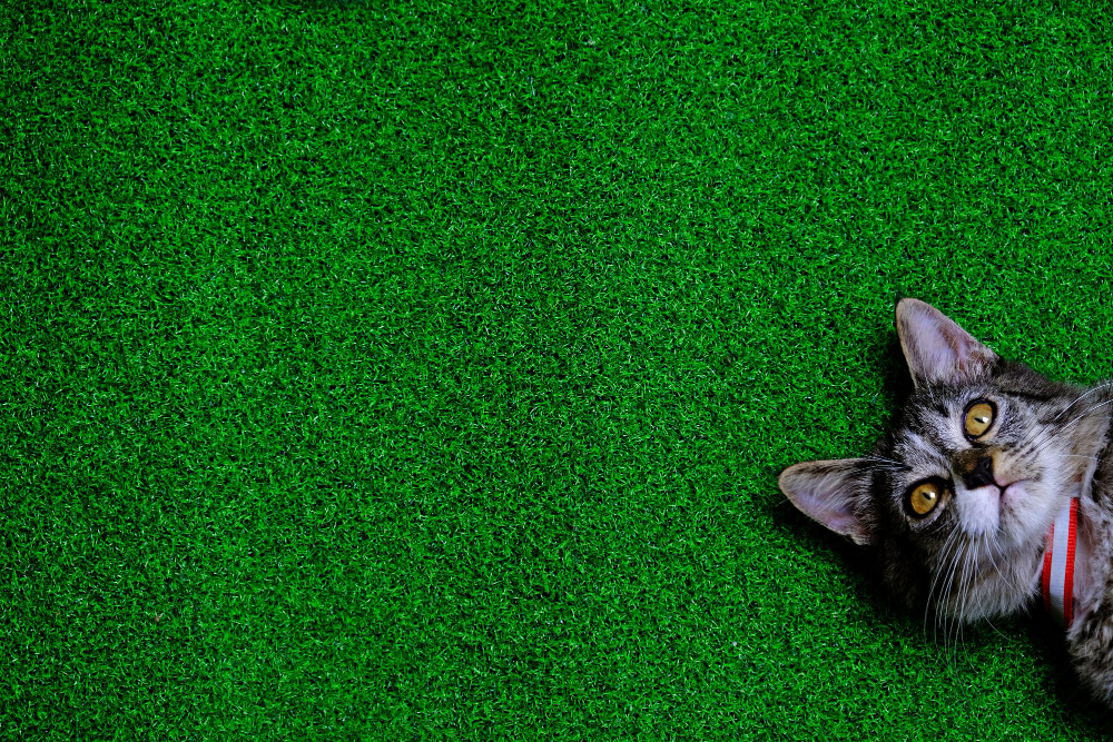 Pet Proofing Your Lawn: Tips and Tricks to Keep Your Furry Friends Safe