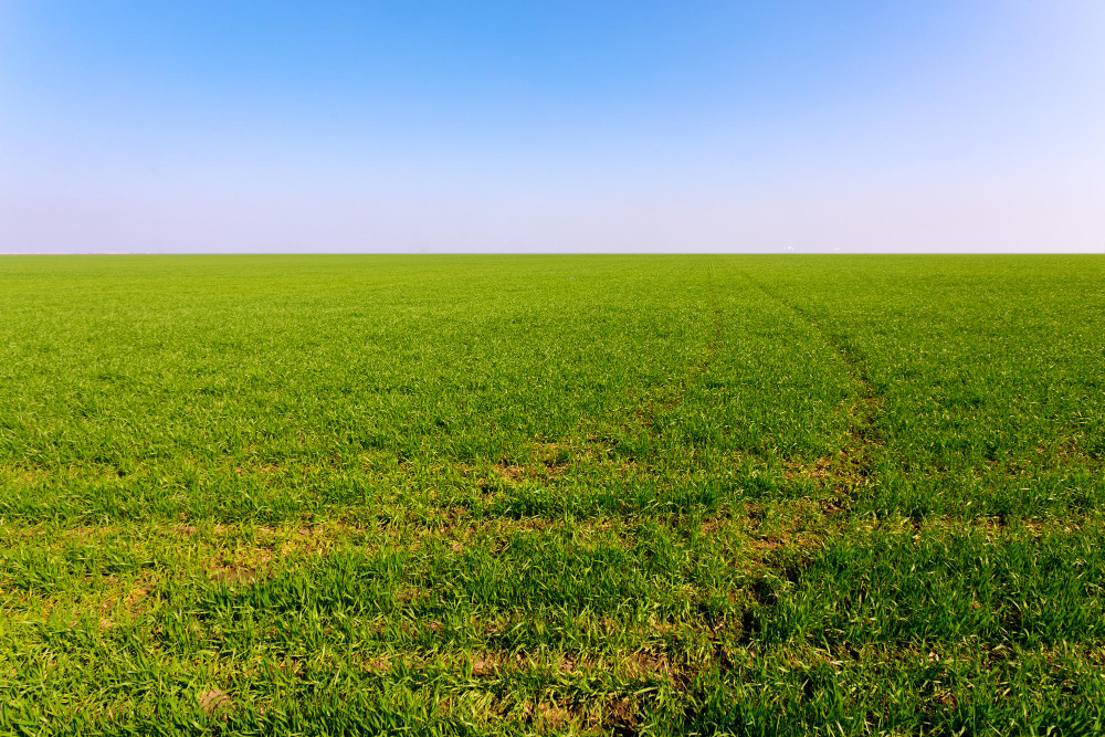 The Mystery of Yellow Grass: Unveiling Its True Causes and Solutions