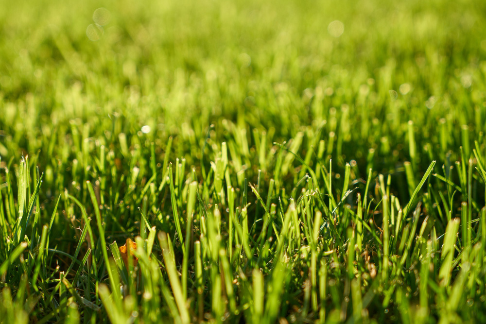 Your Comprehensive Guide to Turf Heat Stress and Prevention