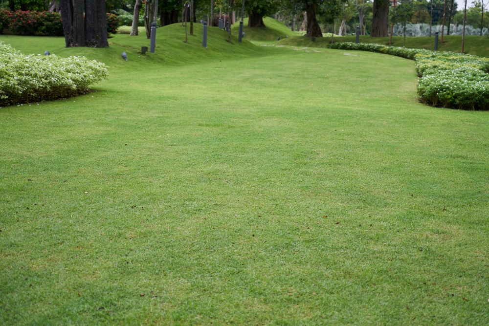 Your Sod FAQs Answered