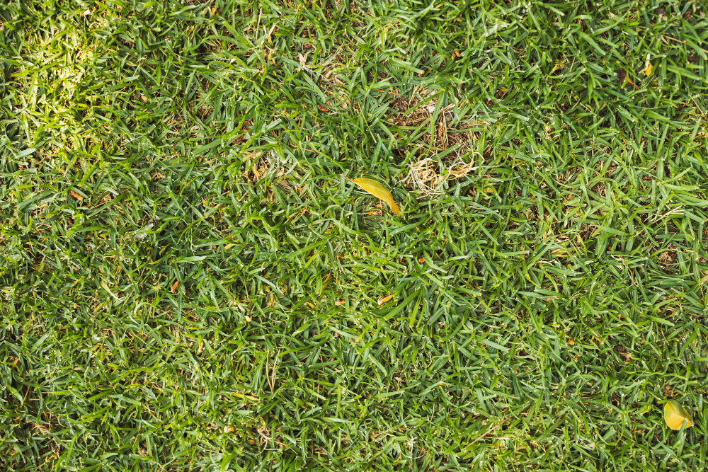 Expert Weed-Killing Tips for Sod Removal