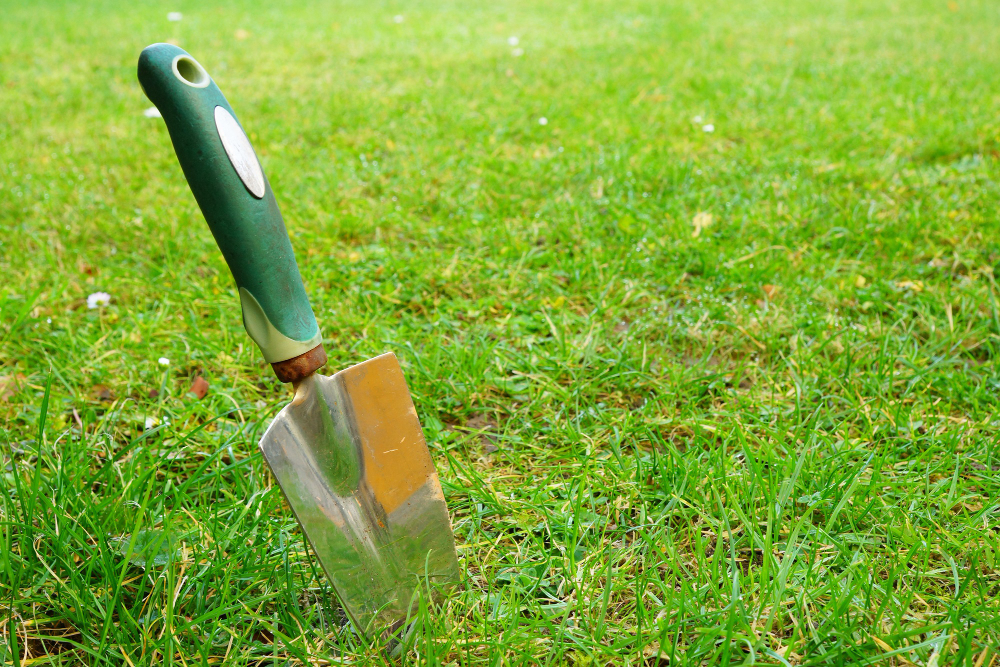 The Ultimate Guide in Choosing a Low-Maintenance Sod