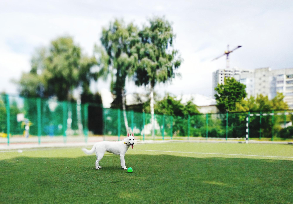 The Ultimate Guide to Installing Artificial Dog Turf in Florida Dog Parks