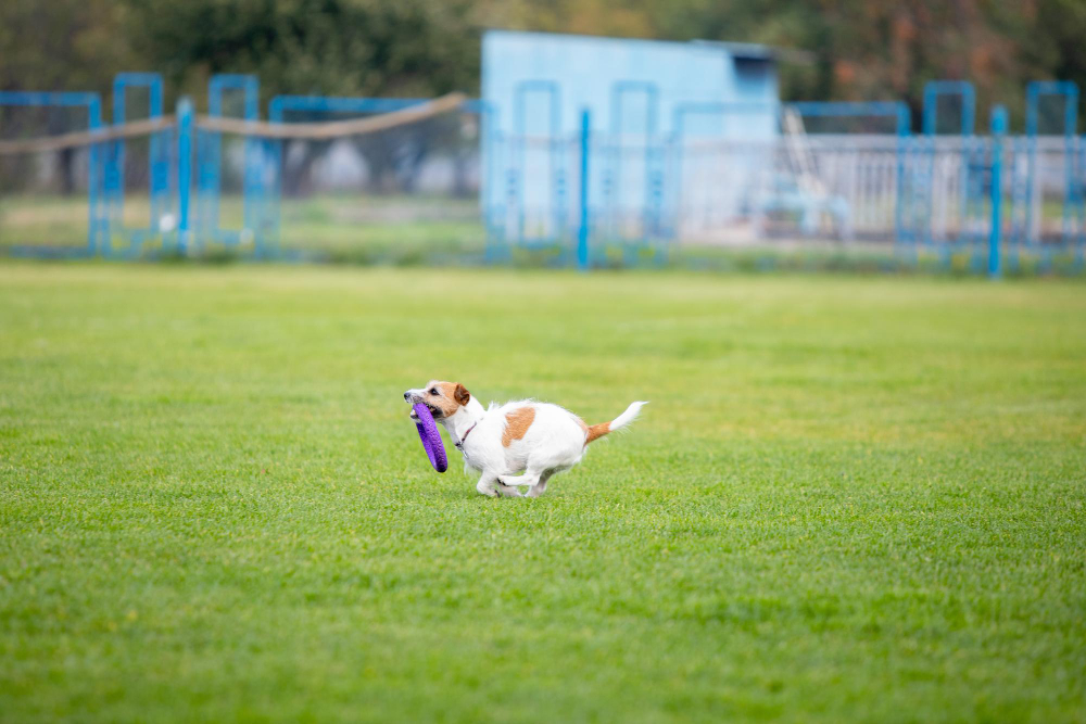 Improve Your Community with an Artificial Turf Dog Park
