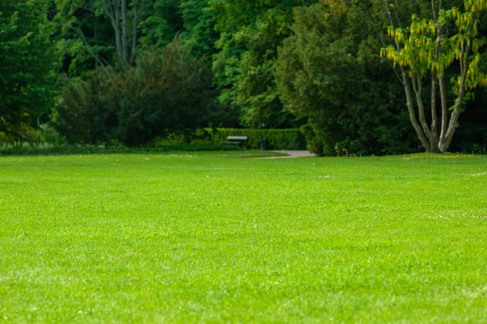 Transform Your Backyard Oasis with Fresh Sod