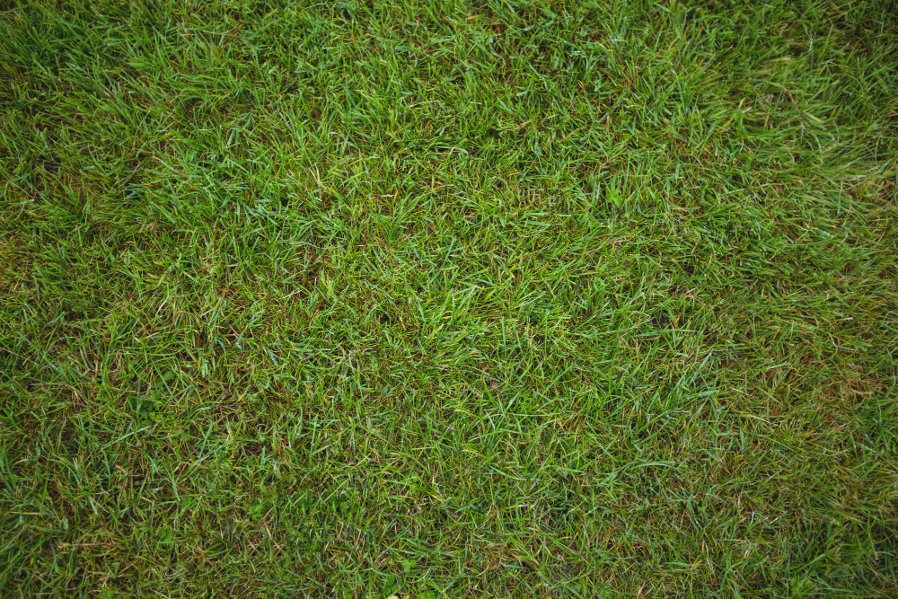 Don’t Make These Four Sod Mistakes