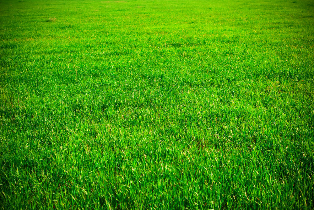 To Overseed or Not to Overseed? Factors to Consider for Your Sod Lawn