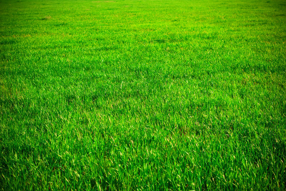 To Overseed or Not to Overseed? Factors to Consider for Your Sod Lawn