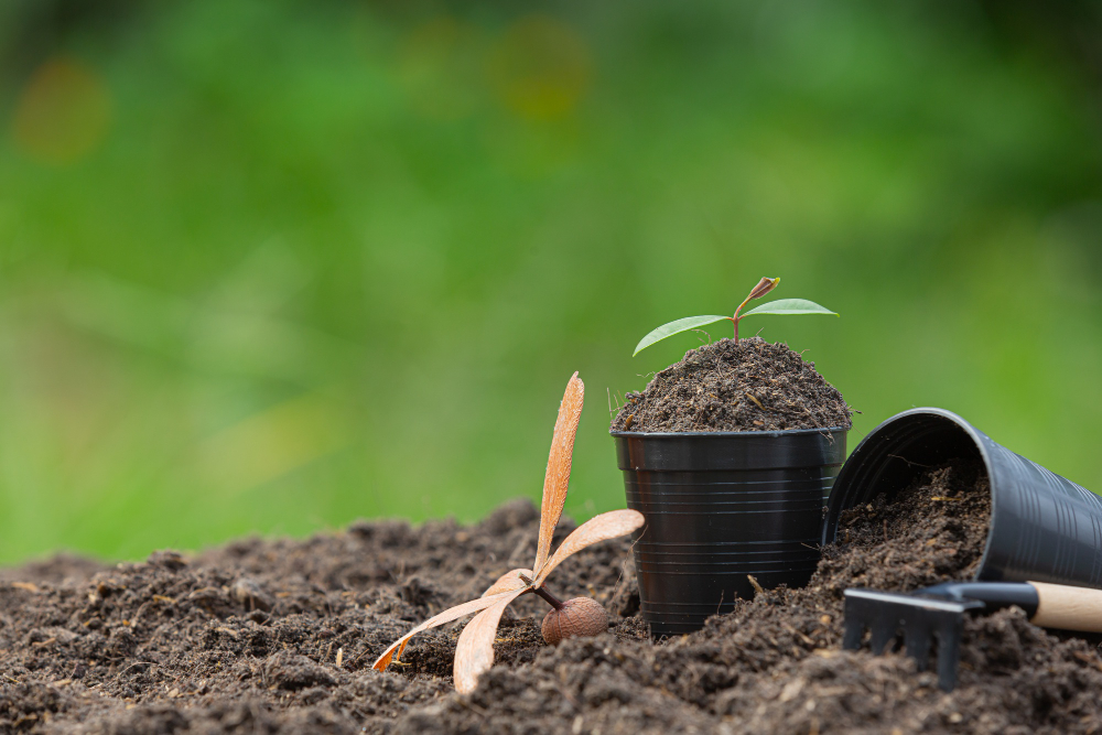 When & Why to Fertilize Your Lawn