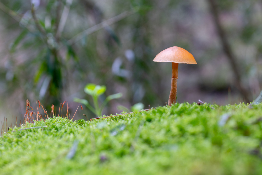 Tips for Getting Rid of Lawn Mushrooms