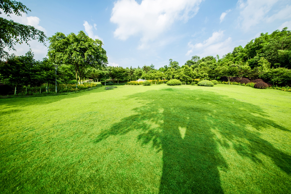 What to Expect with a Newly Sodded Lawn