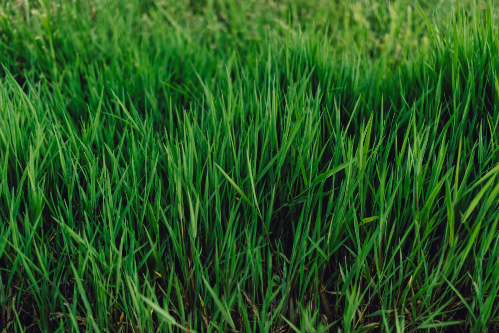 Zoysia Grass - Which Type is Right for Your Lawn?
